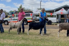 gulgong