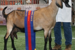lima doe