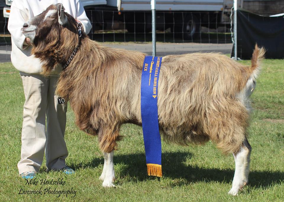 toggenburg-dairy-goat-society-of-australia-ltd