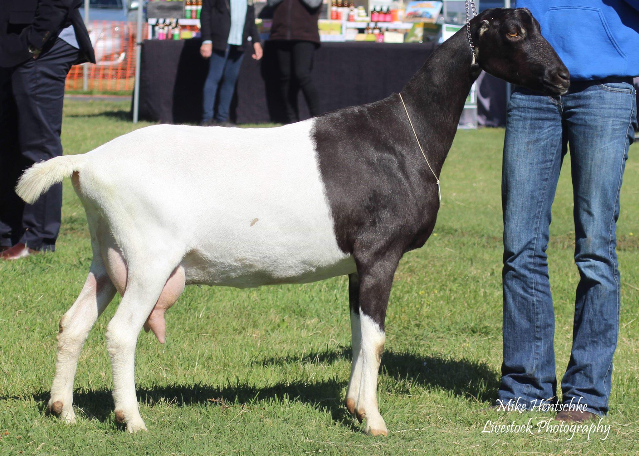 lamancha-dairy-goat-society-of-australia-ltd