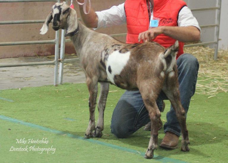 Contacts Dairy Goat Society of Australia Ltd