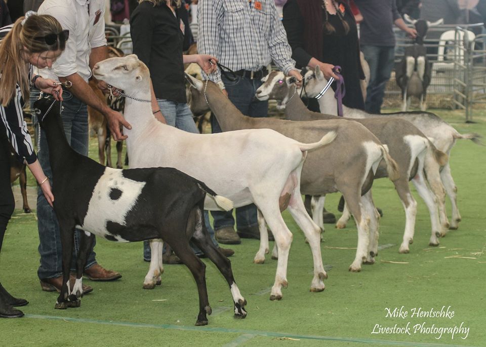 Dairy Goat Breeds in Australia Dairy Goat Society of Australia Ltd